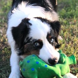 Miniature Australian Shepherds from Norby's Mini Aussies