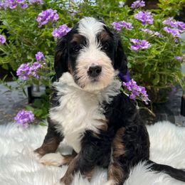 Ross - Tri-color male Bernedoodle puppy in The Woodlands, Texas from Gracie's Goldendoodles and Bernedoodles