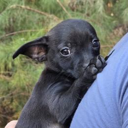 Turbo - Black male Chihuahua puppy in East Camden, Arkansas from RoyAl