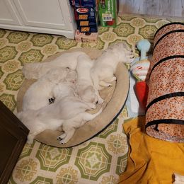 Golden Retriever Puppies from Triple D Ranch