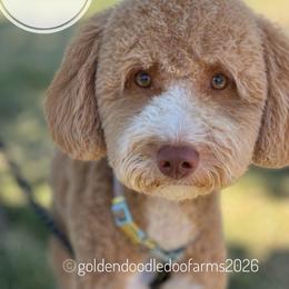 Rosie - Golden Aussiedoodle