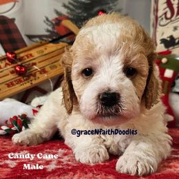 Candy Cane - Parti male Goldendoodle puppy in Peytno, Colorado from Grace N Faith Doodles