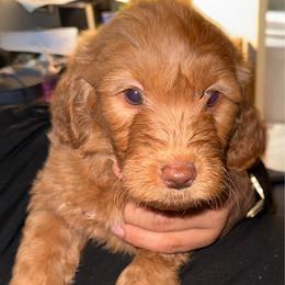 Mika - Apricot female Goldendoodle puppy in Davie, Florida from Daviegoldendoodles