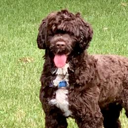 Portuguese Water Dogs from Magellan Portuguese Water Dog