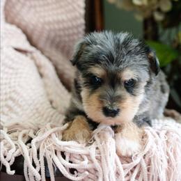 Rick Strike - Merle male Schnoodle puppy in Grove, Oklahoma from Grand Lake Poodles & Doodles