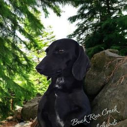 Ruger - Dachshund