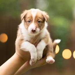 Elio - Red male Border Collie puppy in Austin, Texas from Border Collie dei Fanelli