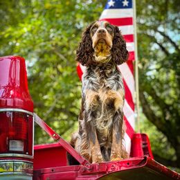 Lilly - English Springer Spaniel