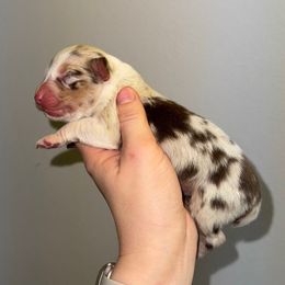 RMF 2 - Red merle female Australian Shepherd puppy in Anniston, Alabama from All Hale Aussies
