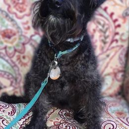 Miniature Schnauzers from Rebecca Gomez's Miniature Schnauzers