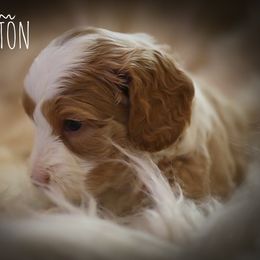 Australian Labradoodle Puppies from Majestic Labradoodles