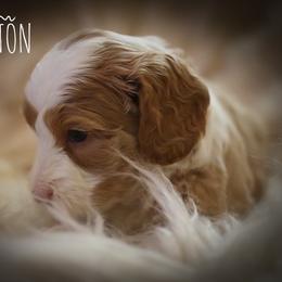 Australian Labradoodle Puppies from Majestic Labradoodles