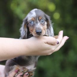 Dachshund Puppies from EntityDachs