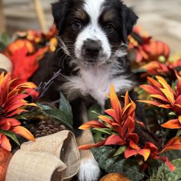 Harvest - Black tri male Miniature Australian Shepherd puppy in Merritt Island, Florida from Space Coast Mini Aussies