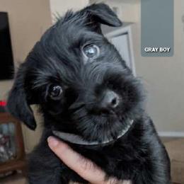 Scottish Terrier Puppies from Duran's Scotties