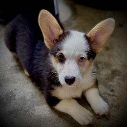 Baby Ruth, AKC girl with blue eye, docked tail - Black and tan female Pembroke Welsh Corgi puppy in Taylorsville, North Carolina from Mill Creek’s Pembroke Welsh Corgis and French Bulldogs