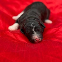 Queenie - Black and white female Bernedoodle puppy in Willacoochee, Georgia from Kitandkboodle's Doodles