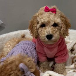 Blossom - Apricot female Poodle puppy in Matteson, Illinois from Chitownpupz