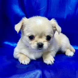 "PIPPA 💜💜💜" Chihuahua Puppies from Bijou Chihuahua’s