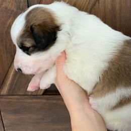 Yellowstone - Sable and white Old Time Scotch Collie puppy in Mars Hill, North Carolina from Brambly Mountain Farm