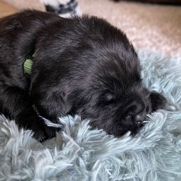 'Fielder' (Hunter Green collar) - Black male Labrador Retriever puppy in Grand Saline, Texas from Castle Hills Labradors