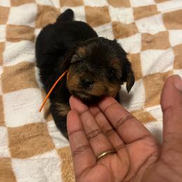 Marvin 2000 - Black and tan male Yorkipoo puppy in Gastonia, North Carolina from Dynasty Kennel