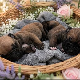 2ND PICK - Red female Boerboel puppy in Pennsylvania from Cold River Boerboels