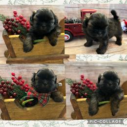 Scout - Gold male Shih Tzu puppy in Claremont, California from Lovable Shih Tzus