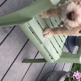 Poodle Puppies from Rupert-Smith's Poodles