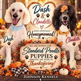 Poodle puppies from Johnson Kennels