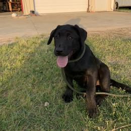 Labrador Retriever Puppies from Strickland’s Southern Kennels