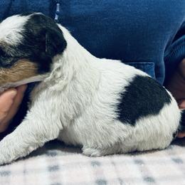 Female B - White black and tan female Wire Fox Terrier puppy in Morgantown, Indiana from Birchhurst Kennels Indiana