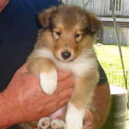 Collie Puppies from SHOWBOAT COLLIES