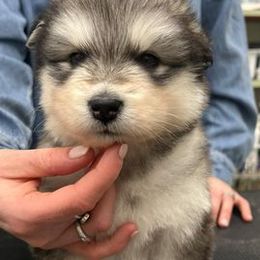 Alaskan Malamutes from Onan Alaskan Malamutes