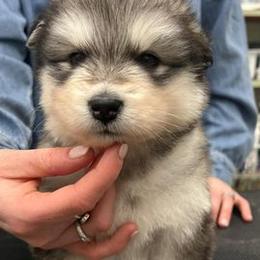 Alaskan Malamutes from Onan Alaskan Malamutes