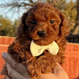 Poodles from PRETTY IN RED POODLES