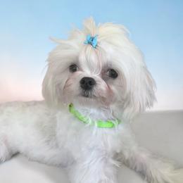 AKC Korean River - White male Maltese puppy in Mooresville, North Carolina from Clearview Canines