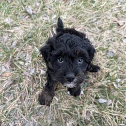 Draco F1b - Black and tan male Cavapoo puppy in Wamego, Kansas from Doodles of Oz