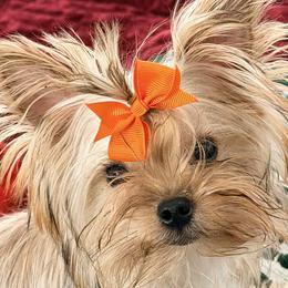 Biewer Terriers and Yorkshire Terriers from Heavenly Yorkies in Southeast Tennessee