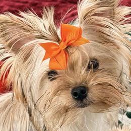 Biewer Terriers and Yorkshire Terriers from Heavenly Yorkies in Southeast Tennessee