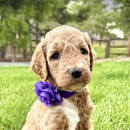Goldendoodle Puppies from Hilltop Goldendoodles