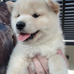 Shiba Inu Puppies from Christy's Shiba Inus
