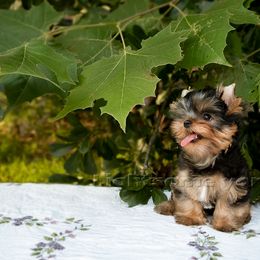Yorkshire Terrier Puppies from Lightsome Yorkies