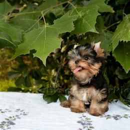 Yorkshire Terrier Puppies from Lightsome Yorkies