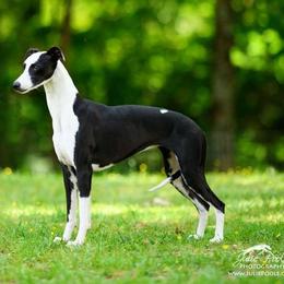 Anastasia - Whippet