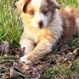 Gloria - Red merle female Toy Australian Shepherd puppy in Smithville, Arkansas from Cooper Creek Aussies