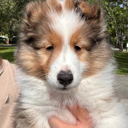 Kira - Sable and white female Shetland Sheepdog puppy in Miami, Florida from Cielito Lindo Shelties