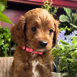 Grace - Red female Cavapoo puppy in Grove, Oklahoma from Rocky Oak Cavaliers & Biewer Terriers LLC