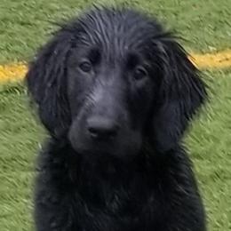 Flat-Coated Retriever Puppies from Dr. Patricia McClain