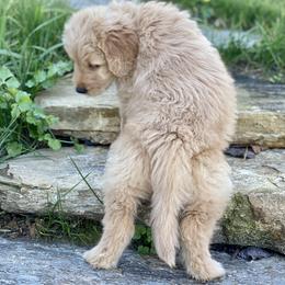 Goldendoodle Puppies from Cane Creek Goldendoodles